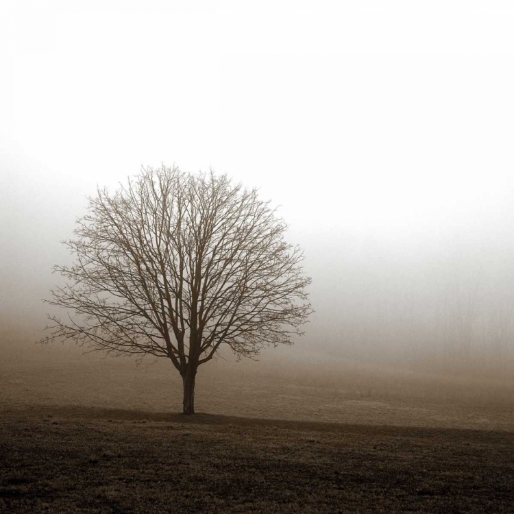 Picture of TREE IN MIST 1