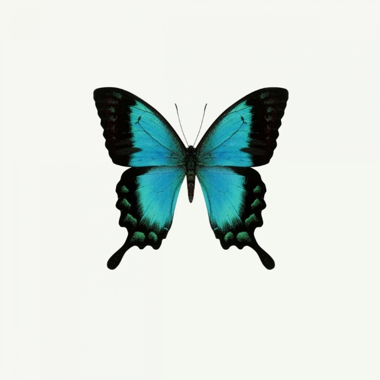 Picture of BLUE BUTTERFLY