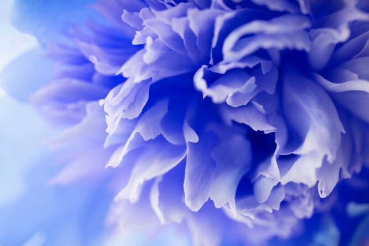 Picture of BLUE FLOWER