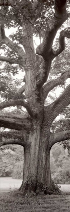 Picture of HAMPTON FIELD TREE - 2