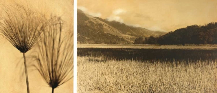 Picture of BOLINAS LAGOON #7