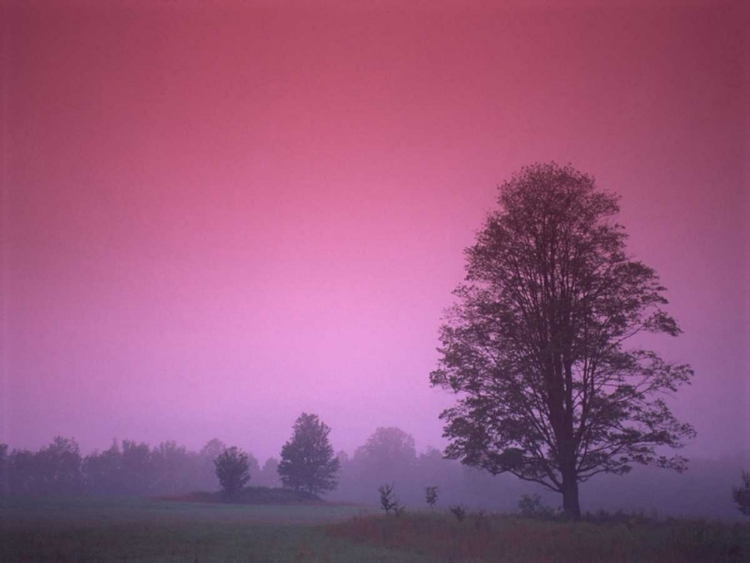 Picture of EVENING FIELDS