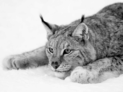 Picture of LYNX