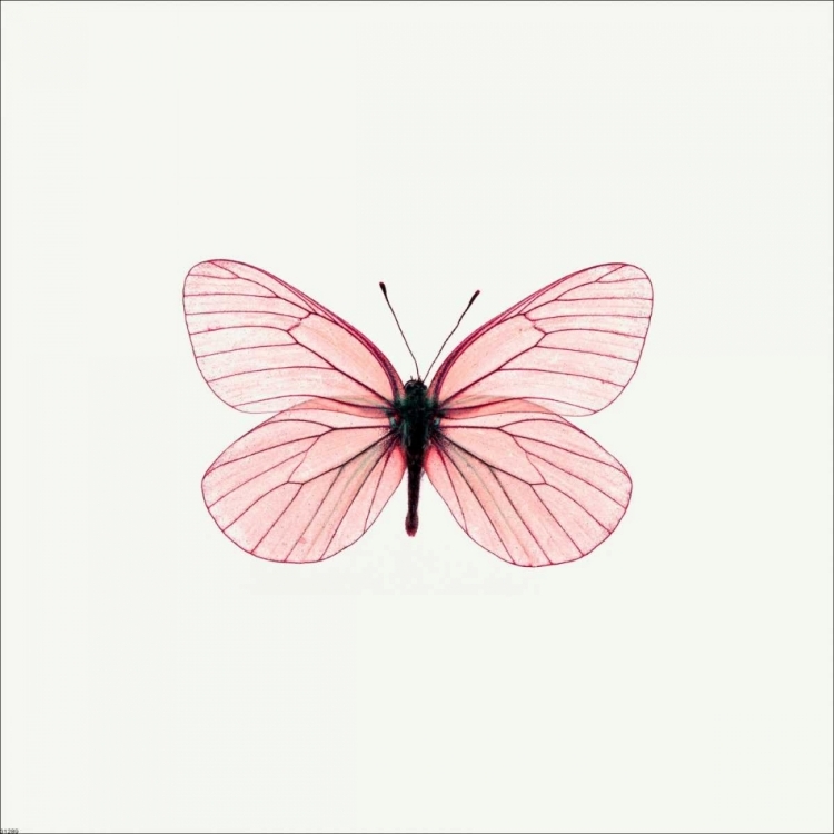 Picture of PINK BUTTERFLY