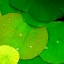 Picture of WATER LILY