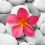 Picture of ZEN FLOWER