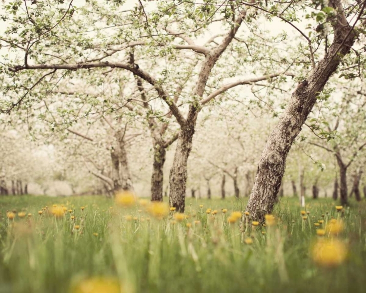 Picture of QUIET ORCHARD