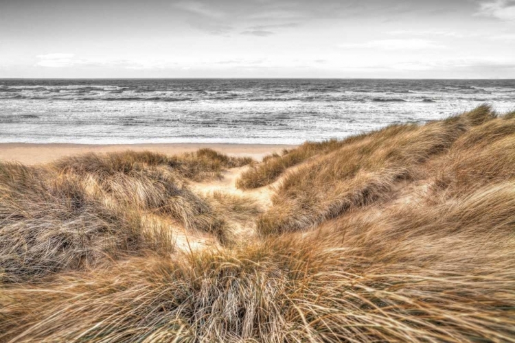 Picture of BEACH DUNES