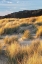 Picture of DUNE GRASS AND BEACH III