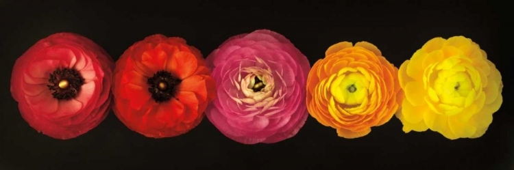 Picture of RANUNCULUS