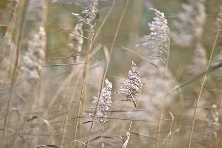 Picture of WIND BLOWN