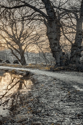 Picture of FROSTY MORNING III