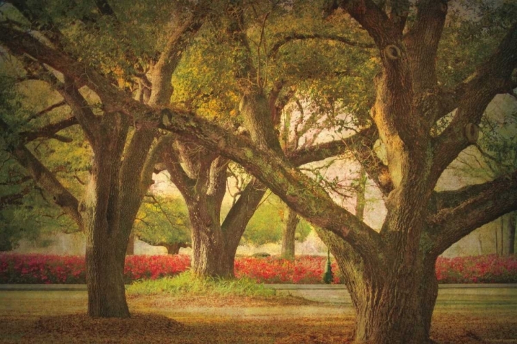 Picture of THREE OAKS AND AZALEAS