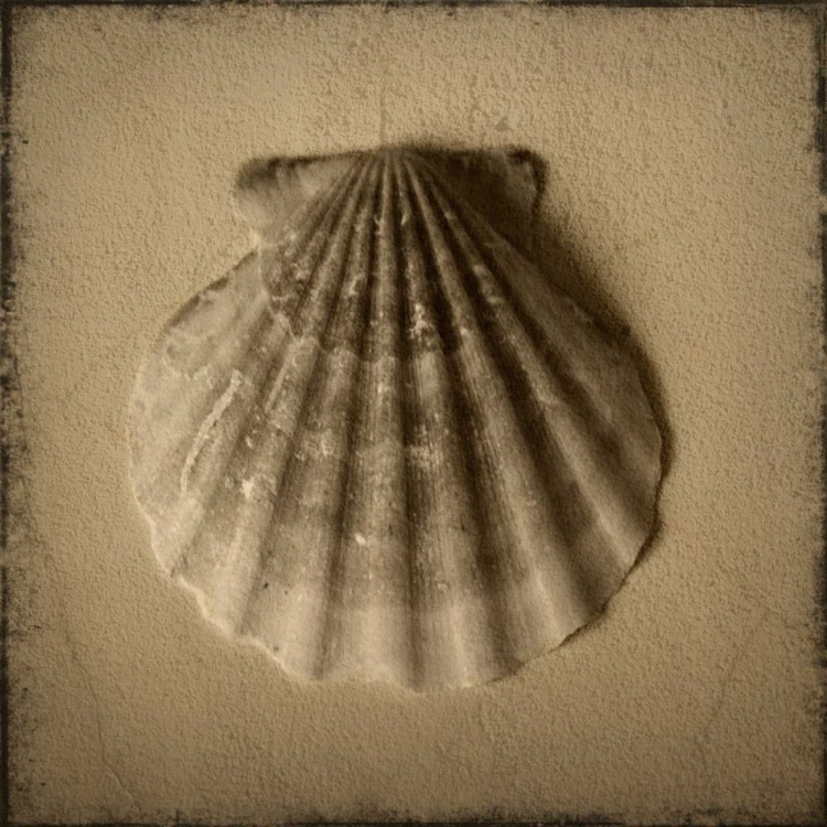 Picture of SEASHELL STUDY I