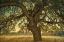 Picture of BLUE OAK SILHOUETTE