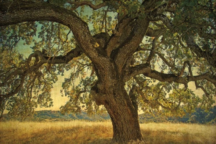 Picture of BLUE OAK SILHOUETTE