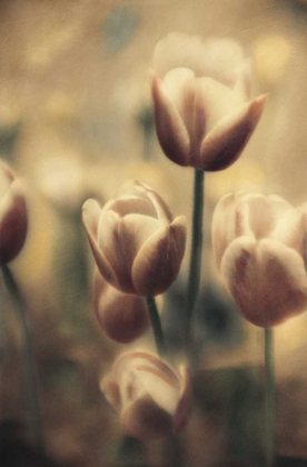 Picture of TINTED TULIPS III