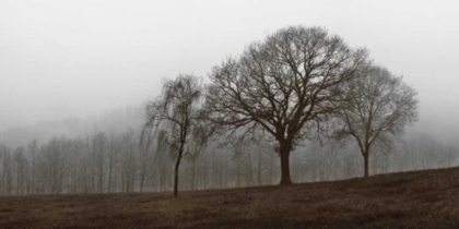 Picture of AUTUMN FOG