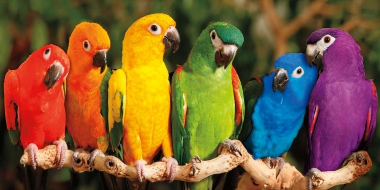 Picture of RAINBOW PARROTS