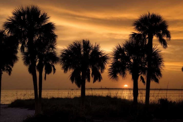 Picture of TROPICAL PARK SUNSET