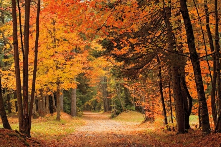 Picture of AUTUMN WALK