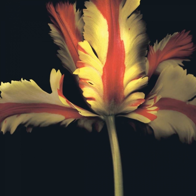 Picture of FRENCH PARROT TULIP