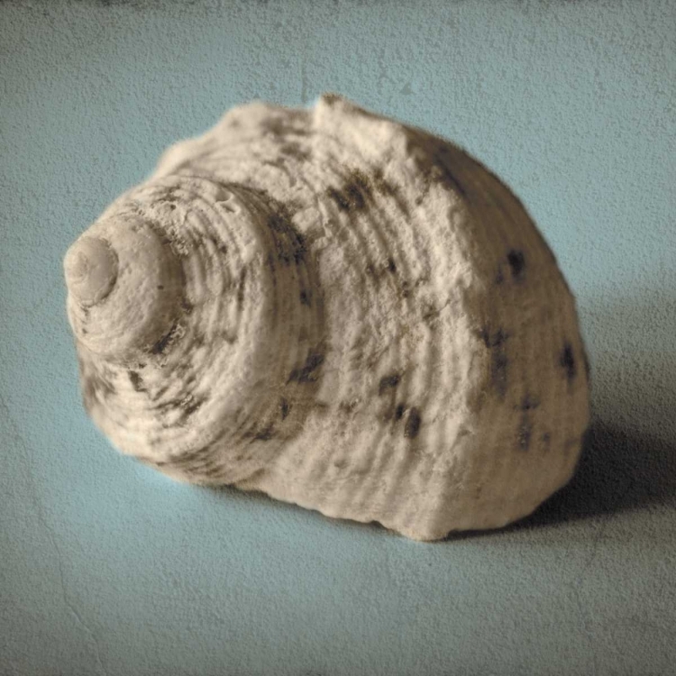 Picture of SEASHELL STUDY I