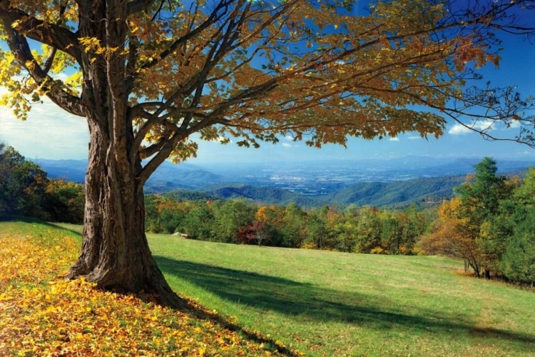 Picture of BLUE RIDGE BEAUTY