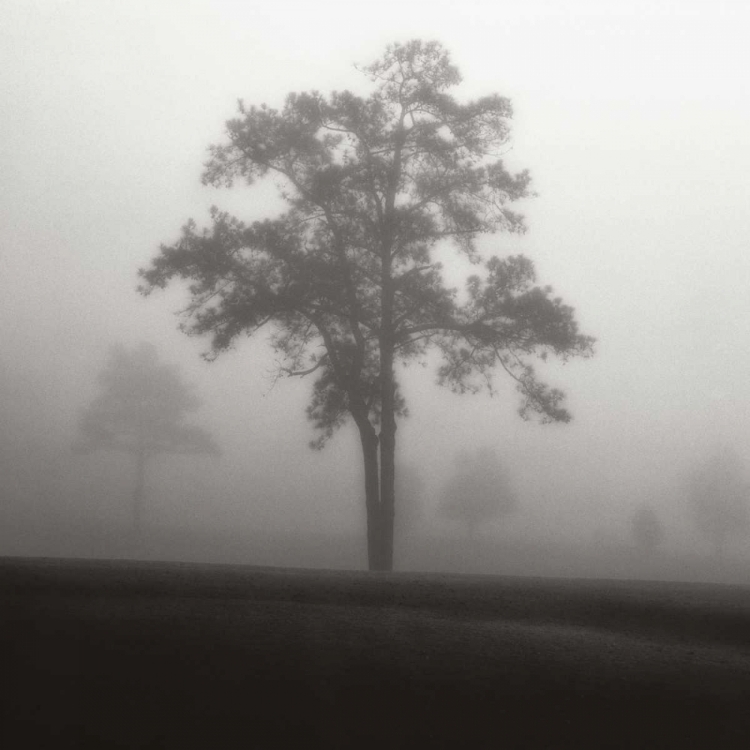 Picture of FOG TREE STUDY I