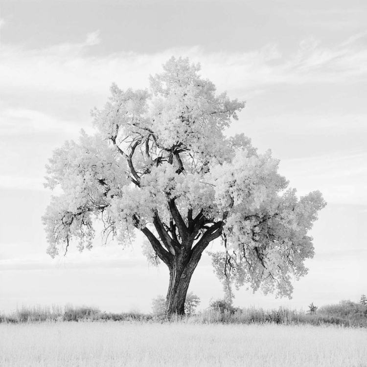 Picture of OAK TREE