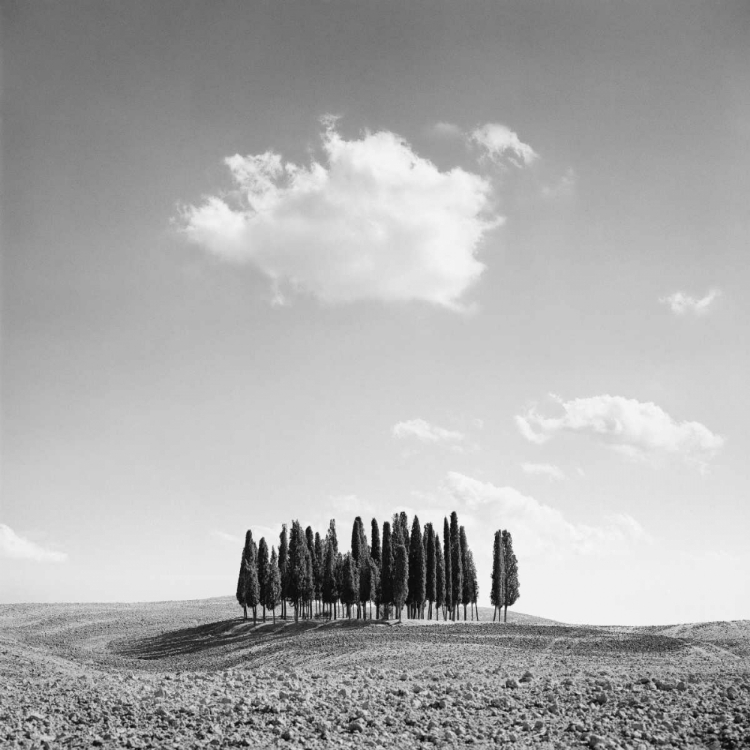 Picture of CYPRESS TREES