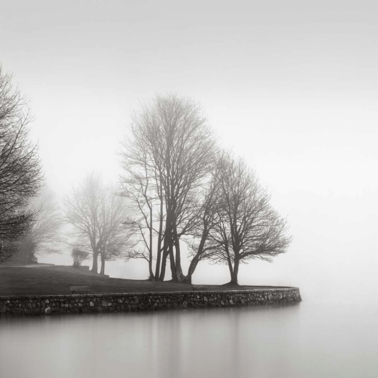 Picture of FOG AND TREES AT DUSK