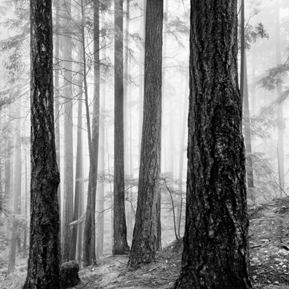 Picture of CAPILANO FOREST