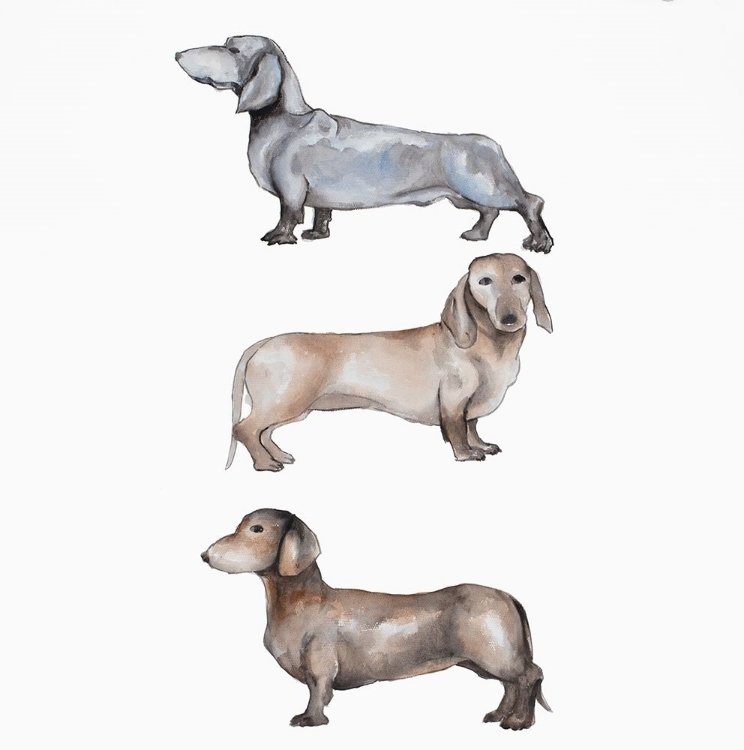 Picture of THREE DASCHUND DOGS