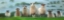 Picture of FLOCK OF SHEEP