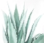 Picture of WATERCOLOR AGAVE PLANT