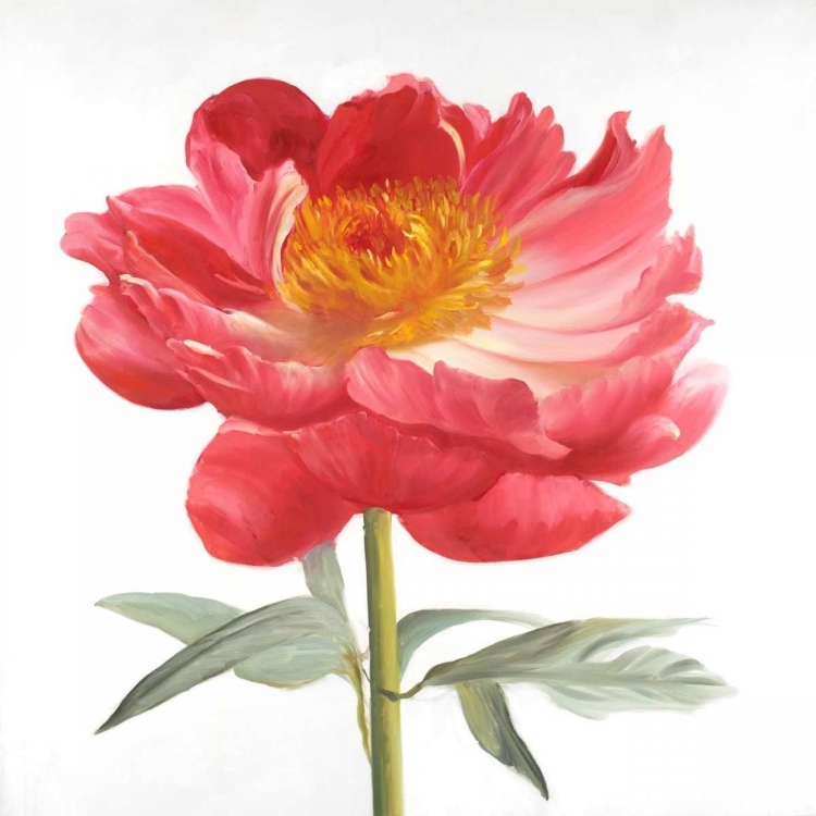 Picture of PINK PEONY