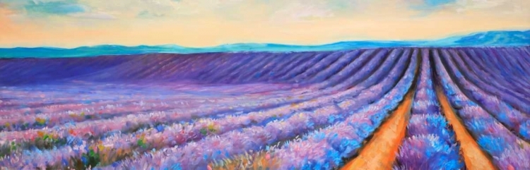 Picture of LAVENDER FIELDS