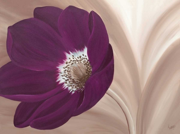 Picture of VELVET ANEMONE