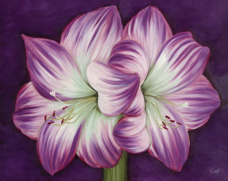 Picture of PURPLE AMARYLLIS