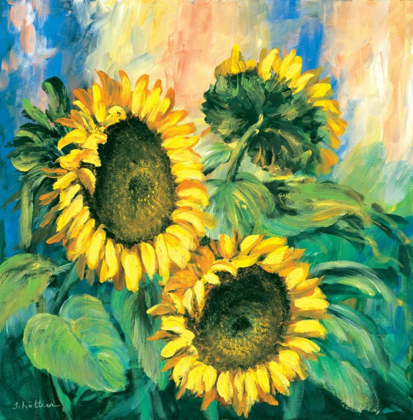 Picture of SUNFLOWERS