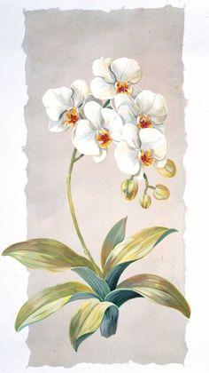 Picture of ORCHID