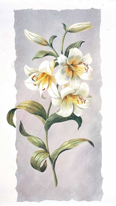 Picture of WHITE LILY