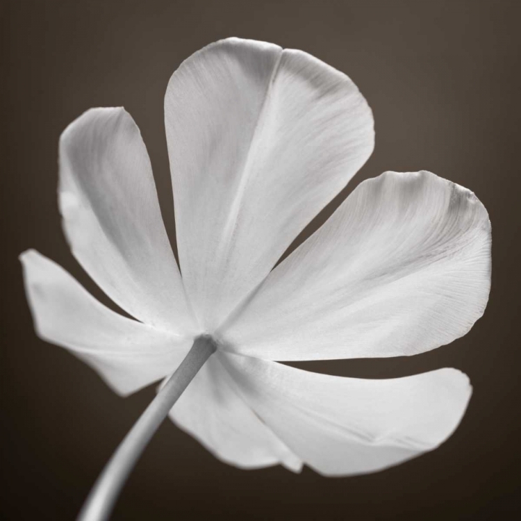 Picture of TULIP FLOWER, CLOSE-UP