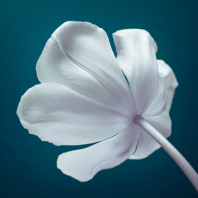 Picture of TULIP FLOWER, CLOSE-UP