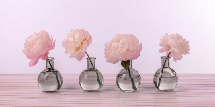 Picture of PEONIES IN GLASS BOTTLES