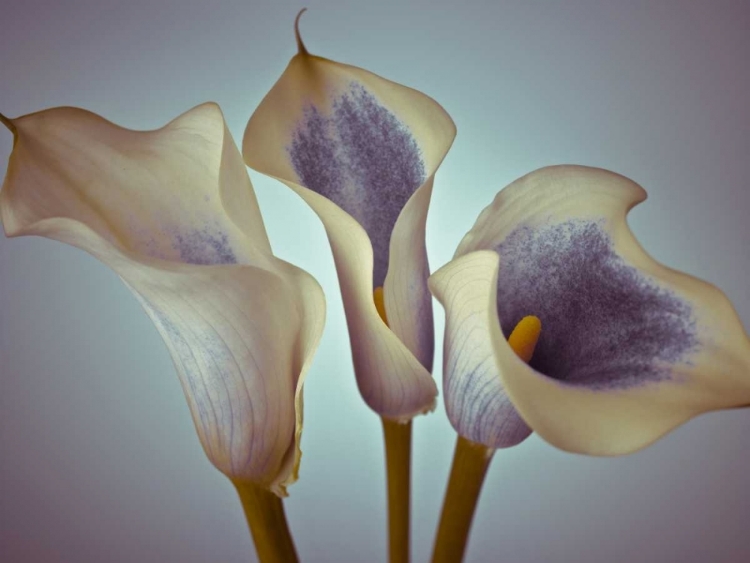 Picture of CLOSE-UP OF THREE WHITE CALLA LILIES, STUDIO SHOT