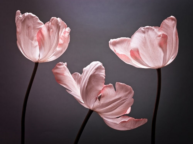 Picture of THREE TULIPS, FTBR-1823