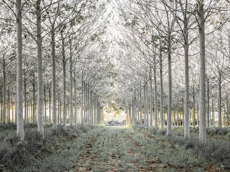 Picture of PATHWAY THROUGH TREES IN FOREST, FTBR-1833