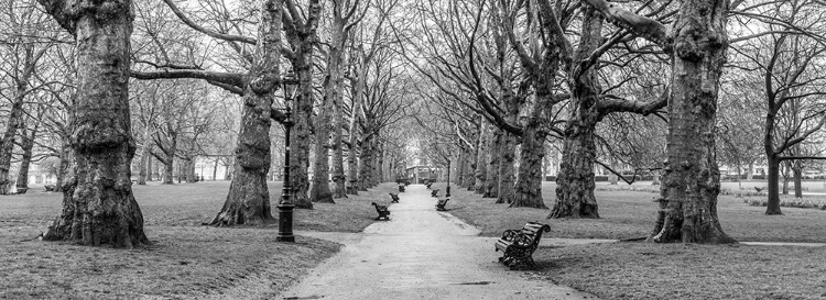 Picture of AVENUE OF TREES, GREEN PARK, LONDON, FTBR-1839